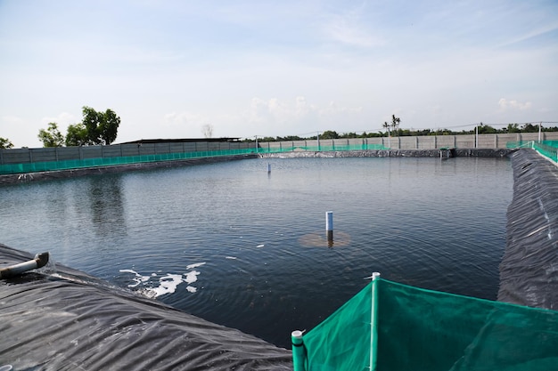 Vannamei shrimp pond with HDPE black plastic coating to reduce the impact of pests and diseases