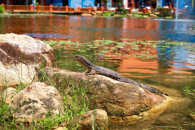 ヴァランは公園の湖の岩の上で体を温めます。