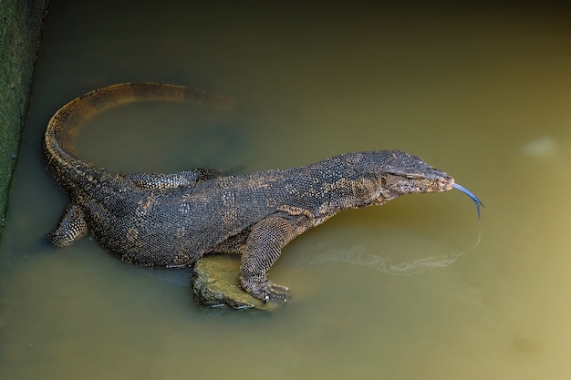 Varanas salvator or asian water monitor in river. 