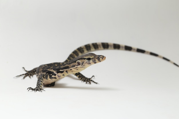 Varanus salvator asian water monitor isolato su un bianco