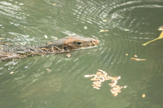 Varanus salvator in acqua