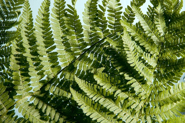 Varen close-up. Groen monochroom beeld