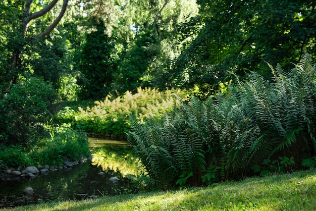 Varen en gras aan de oever van een beek