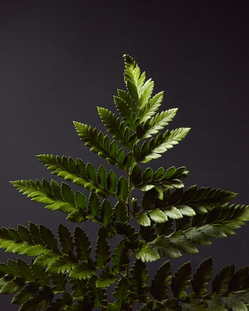 Varen. Groene tak van een plant op een zwarte achtergrond met hoogtepunten van licht en ruimte voor tekst. Natuurlijke gebladerte lay-out. plat leggen