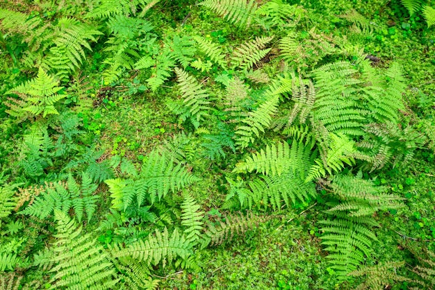 Varen natuur achtergrond bos