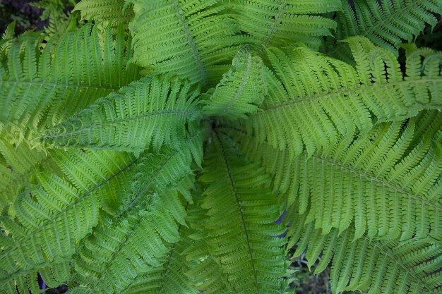 Varenachtergrond, groene tropische bladeren, hoogste mening