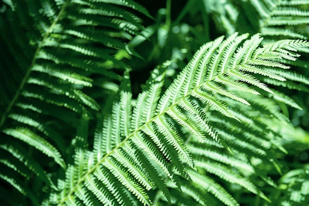 Varenbladeren achtergrond Groene jungle bladeren natuurlijk patroon