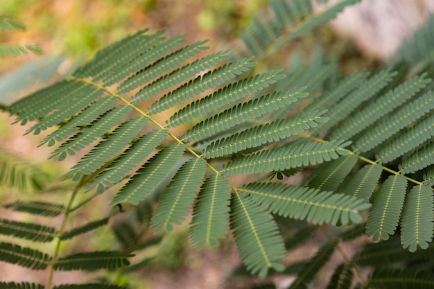 Varenbladeren in de natuur