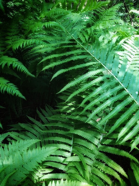 Varenbladeren in het bos