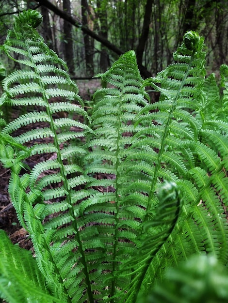 Varenbladeren in het bos