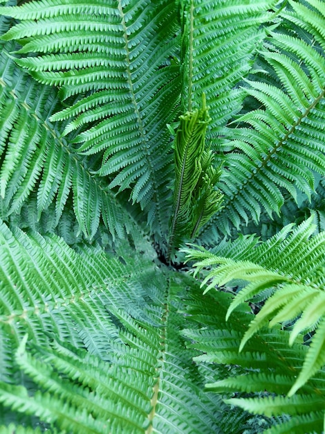Varenbladeren of Polypodiopsida of Polypodiophyta plant in zonlicht