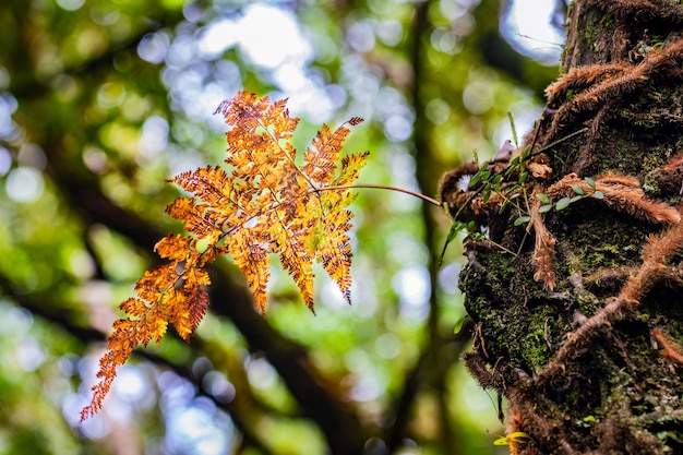 Varenbladeren op de bomen in het bos.