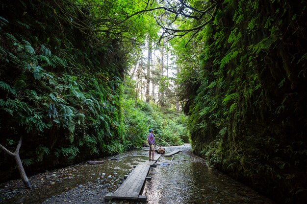 Varencanyon in Redwoods National Park, VS, Californië