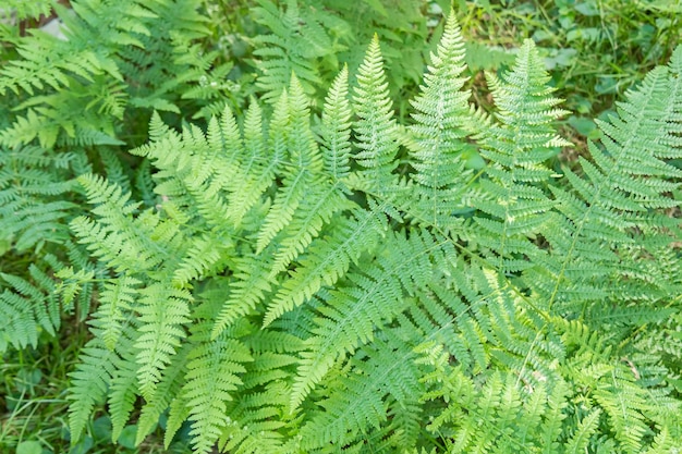 Varendetail in het schaduwrijke bos