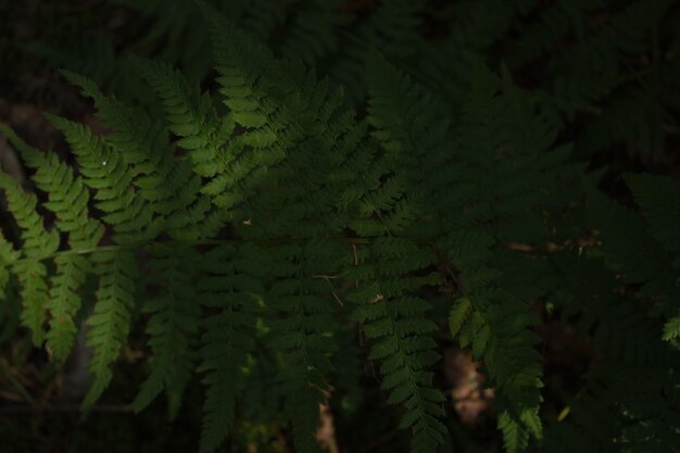 varenfoto van groene varen in het bos