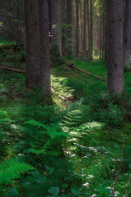 Varens in het groene noordelijke bos bij zonsondergang Bossprookjeslandschap