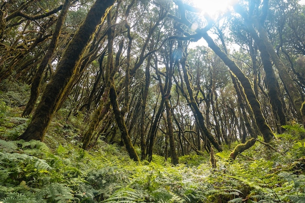 Varens naast de bemoste bomen van het vochtige bos van garajonay op de canarische eilanden la gomera