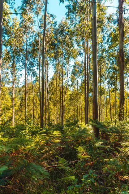 Varens tussen bomen van het natuurpark listorreta in de stad errenteria in het park van de berg peñas de aya of aiako harria. gipuzkoa, baskenland