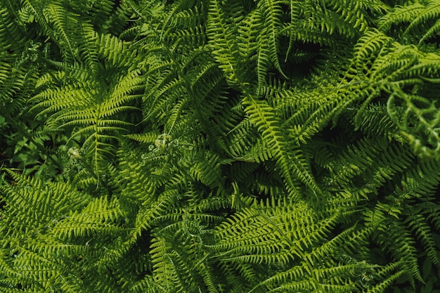 Varenstruik op de achtergrond van mos en bergstroom in het bos