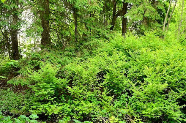 Varenstruikgewas in het bos