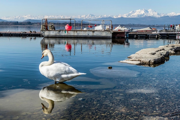 Photo the varese lake with the alps in background and a swan thar is reflected in the water