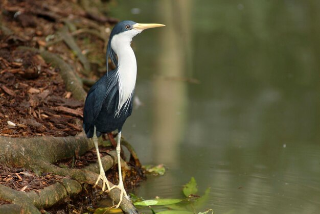 Foto variabele reiger ardea picata queensland australië