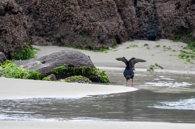 Variable Oystercatcher (Haematopus unicolor)