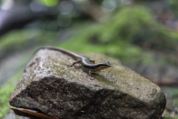 Variable Skink, Speckled Sun Skink на скале в тропическом лесу.