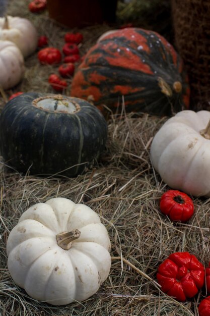 Variatie van kleurrijke pompoenen op seizoensgebonden boerenmarkt herfst oogst decoratieve groenten voor herfst fest selectieve focus