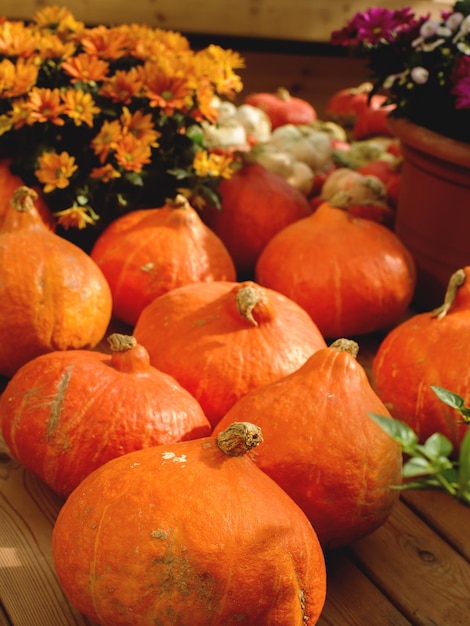 Variatie van kleurrijke pompoenen op seizoensgebonden boerenmarkt herfst oogst decoratieve groenten voor herfst fest selectieve focus