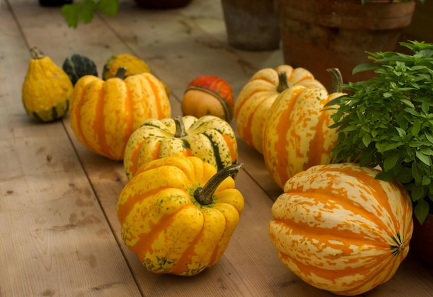 Foto variatie van kleurrijke pompoenen op seizoensgebonden boerenmarkt herfst oogst decoratieve groenten voor herfst fest selectieve focus