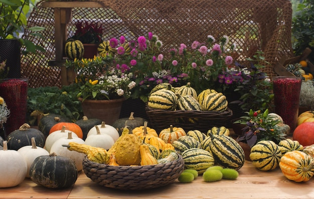 Variatie van kleurrijke pompoenen op seizoensgebonden boerenmarkt herfst oogst decoratieve groenten voor herfst fest selectieve focus