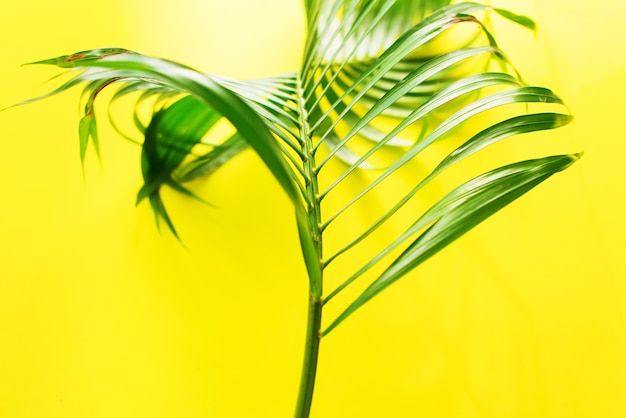 Variations Tropical Palm Leaves Yellow Flat Lay