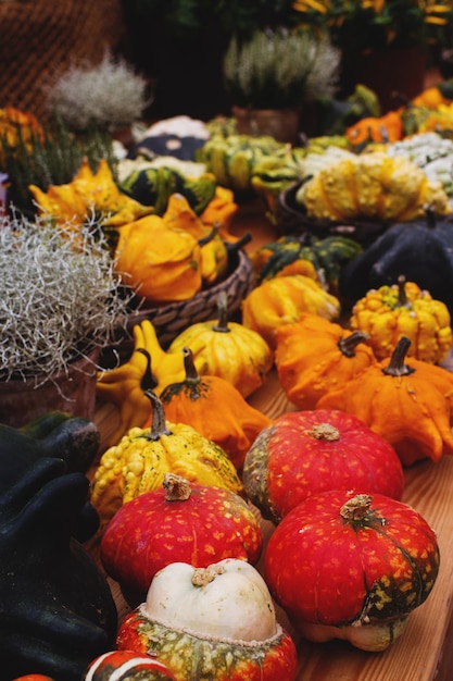 Photo variaty of colorful pumpkins on seasonal farmers market autumn harvest decorative vegetables for autumn fest selective focus