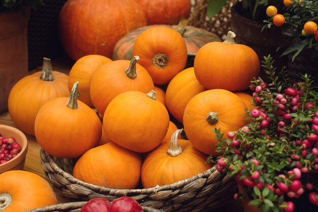 Variaty of colorful pumpkins on seasonal farmers market autumn harvest decorative vegetables for autumn fest selective focus