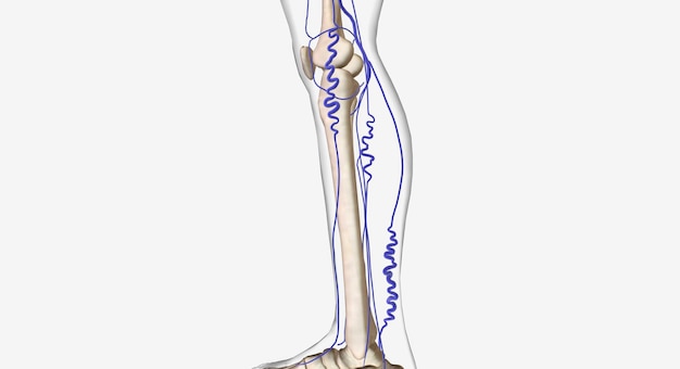 Photo varicose veins in human leg