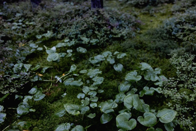 日光の下で変化する美しい森の植生