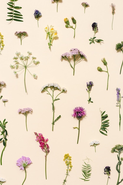 Varied forest grass and meadow flowers as stylish botanical background pastel colored. Flat lay pattern made natural plants Thistle, Trifolium, Plantago, Heracleum. Top view flowers composition.