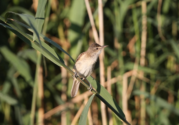 다양한 큰 갈대 지저귀 Acrocephalus arundinaceus