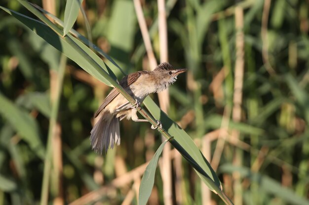 Varied great reed warbler Acrocephalus arundinaceus