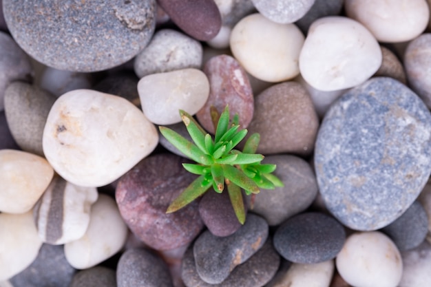 Varied pebbles with little green succulent top view