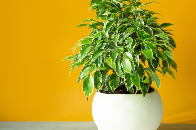 Variegate foliage of ficus benjamin in a round pot closeup\
growing potted house plants green home decor care and\
cultivation