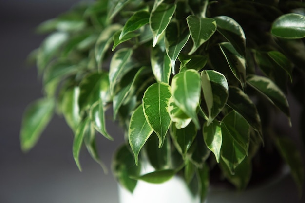 Variegate foliage of ficus benjamin in a round pot closeup\
growing potted house plants green home decor care and\
cultivation