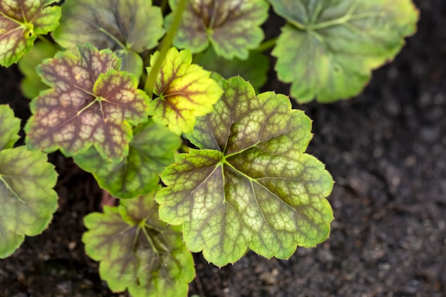 Foglie verdi variegate di heuchera piante perenni da giardinaggio nella progettazione del paesaggio