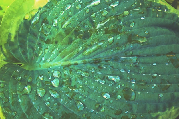 Variegated green leaves of hosts as background, Close up ,