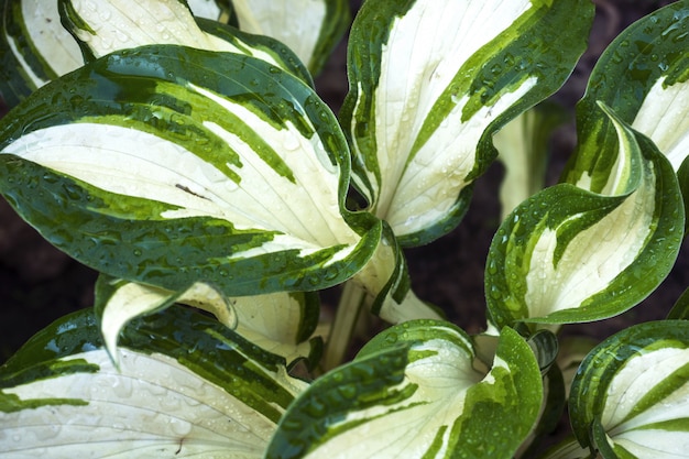 Variegated green leaves of hosts with white stripes 