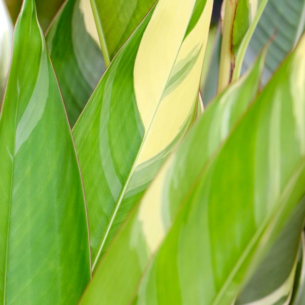 Variegated leaves, Nature.