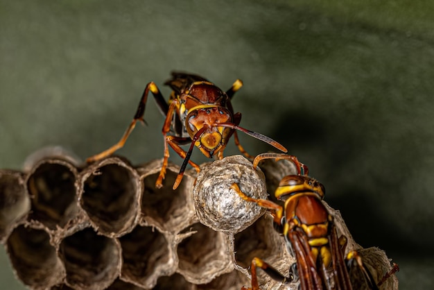 Variegated Paper Wasp