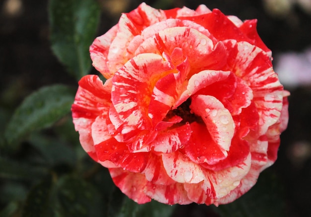 Variegated red rose of an unusual color