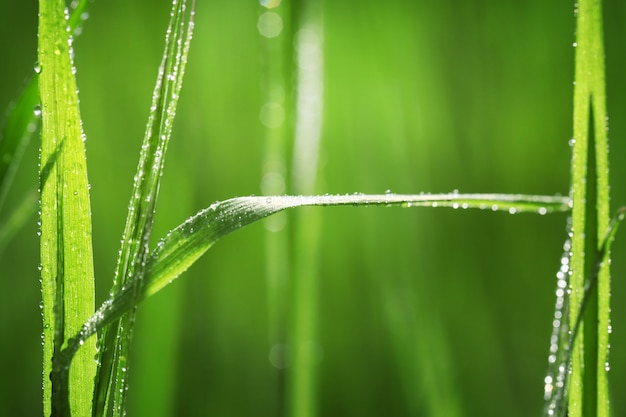 Variegated structures of grass